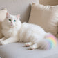 🌈Netoxická barva na srst zvířat